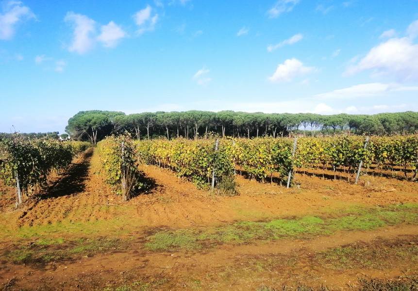 Land - Tuscany - For Sale - A6380TA2266162A