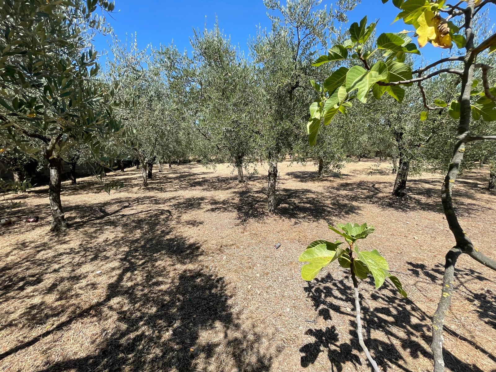 Land Plot for sale, lazio roma torre angela (Lazio, Italy)
