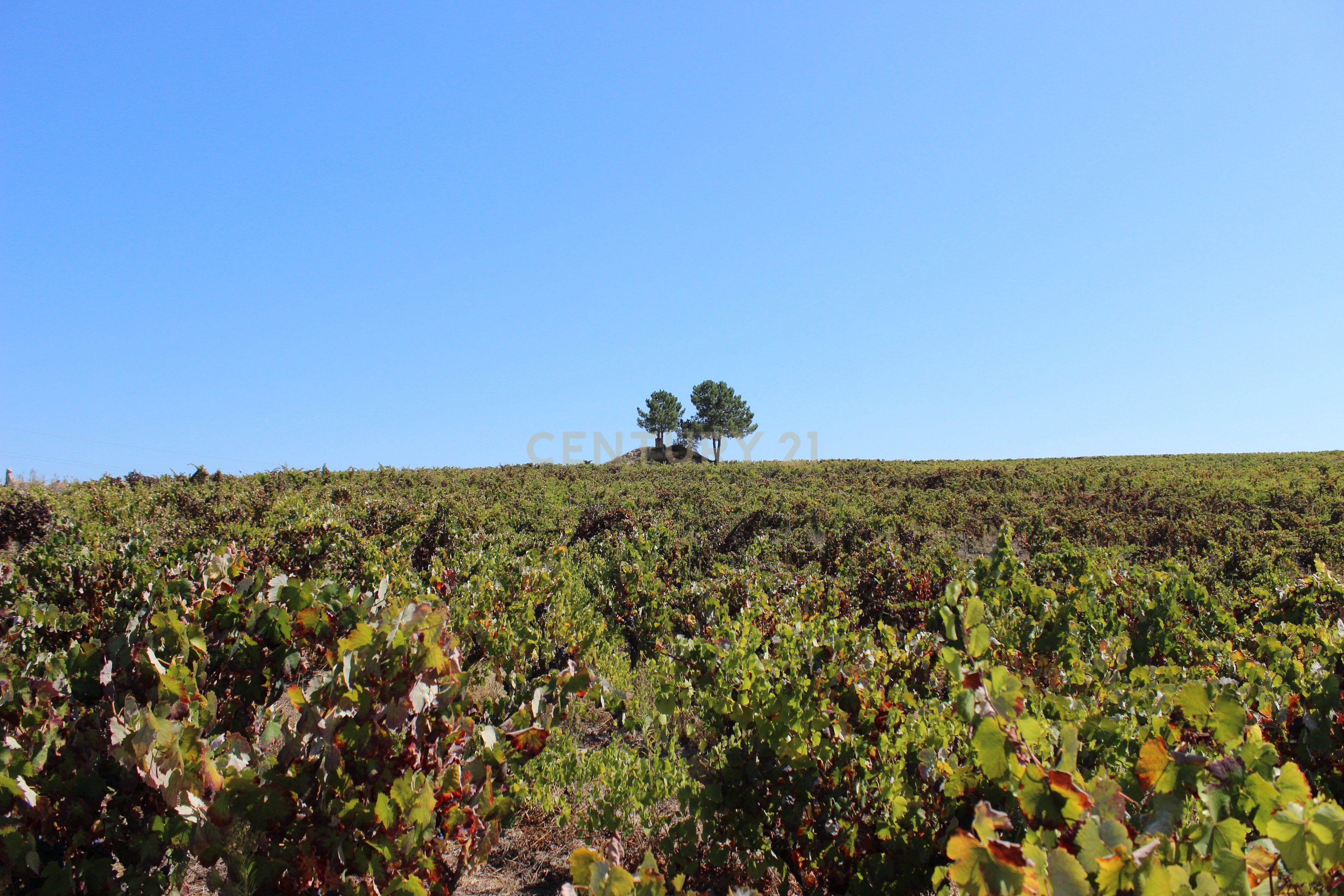 Agricultural Estate with Castelão Vineyard for Sale in Marateca – Viticulture Investment Opportunity