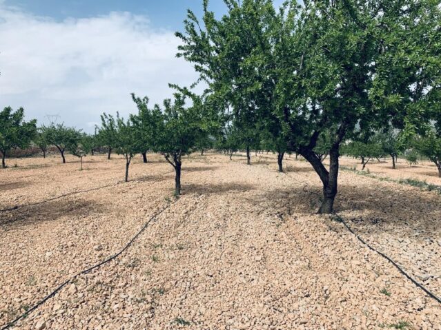 Land Plot for sale in La Romana, Spain