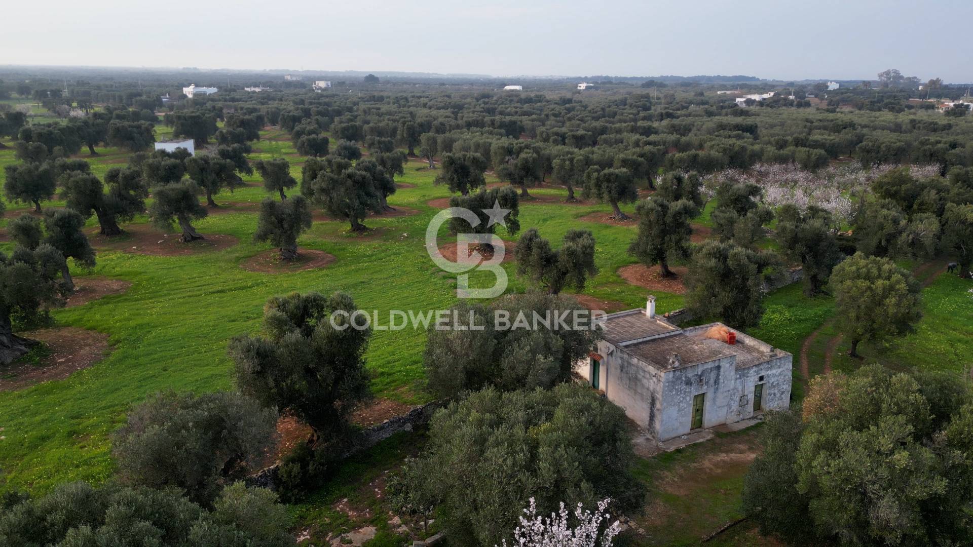 Land Plot for sale, Contrada Boezio - Calcagni,sn (Ostuni, Italy)