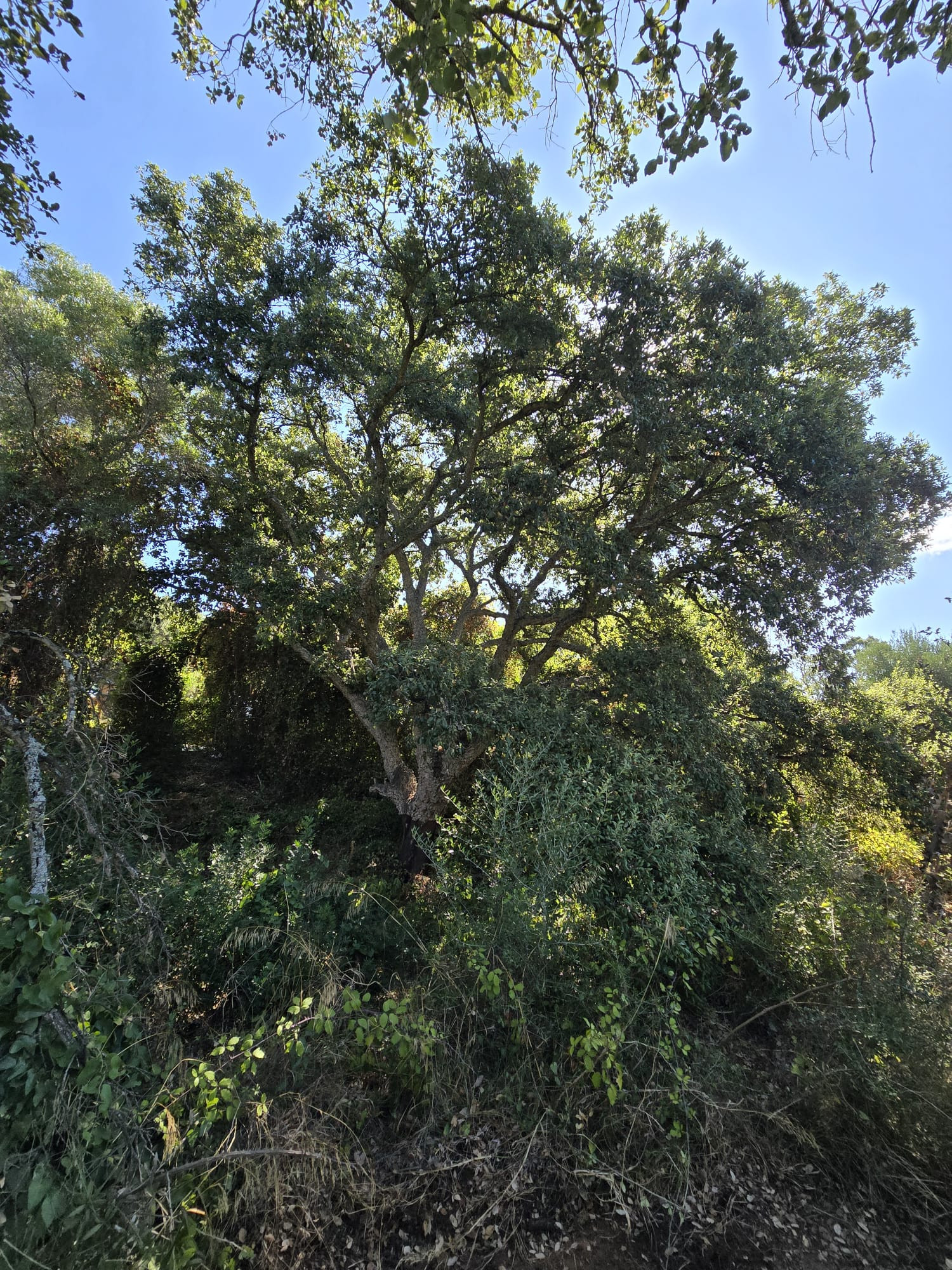 Spacious Corner Building Plot for Luxury Villa in a Gated Community in Sotogrande.