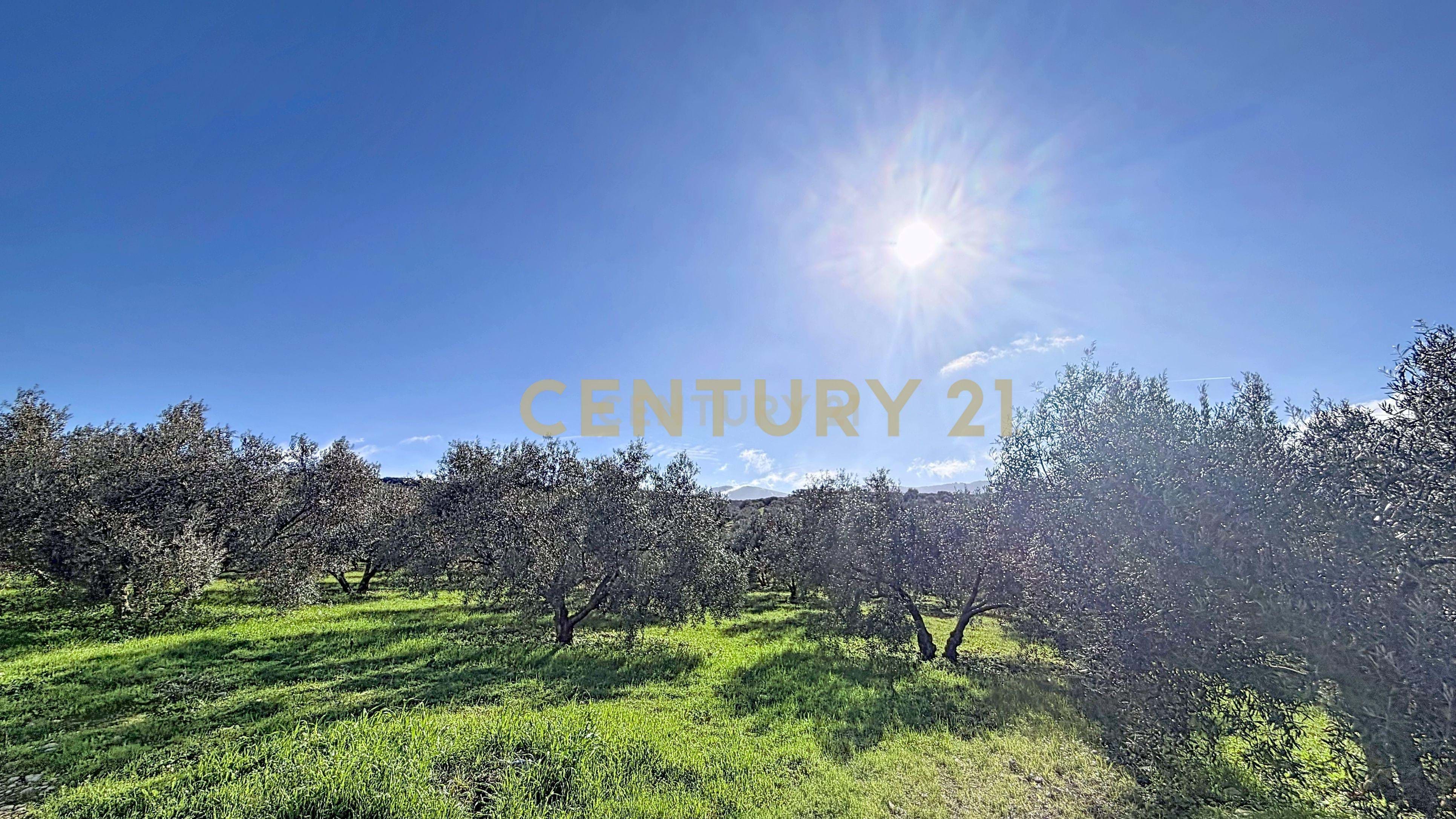 Rustic finca of 30,000 m² with rainfed olive groves in production – Antequera