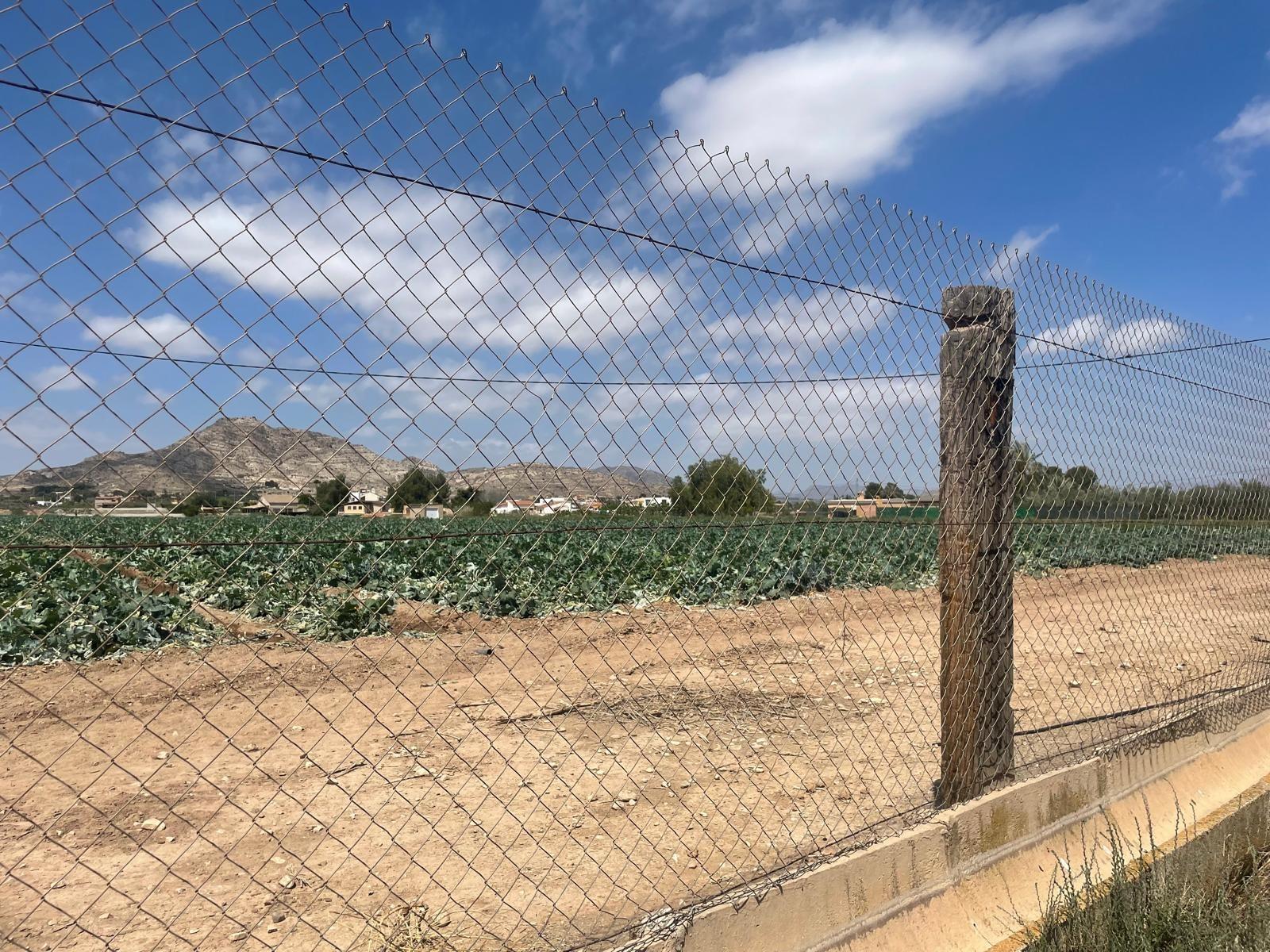 SALE OF PLOT IN ASPE (ALICANTE)