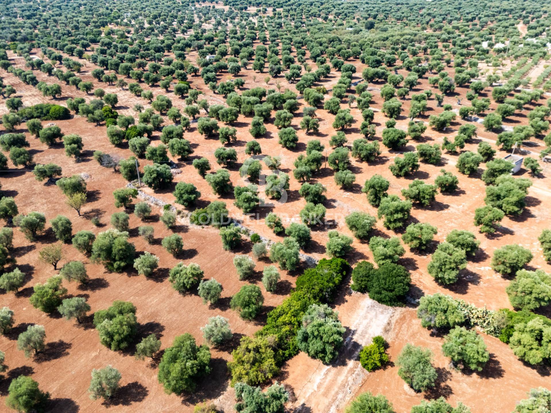 Land Plot for sale, Contrada Santa Varva,sn (Ostuni, Italy)