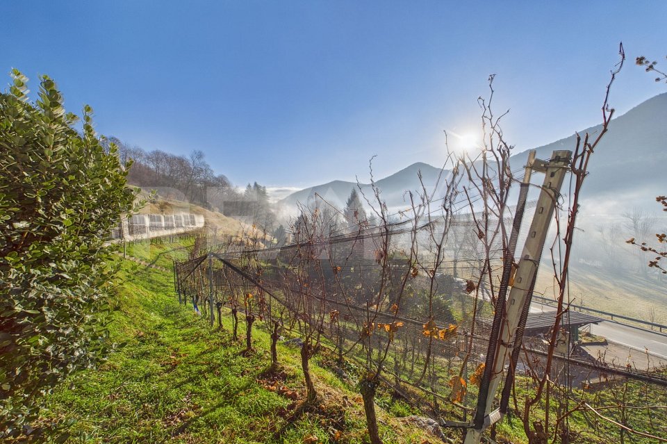 1'708 m² Bauland mit Rebberg Tresa (Ponte Cremenaga)