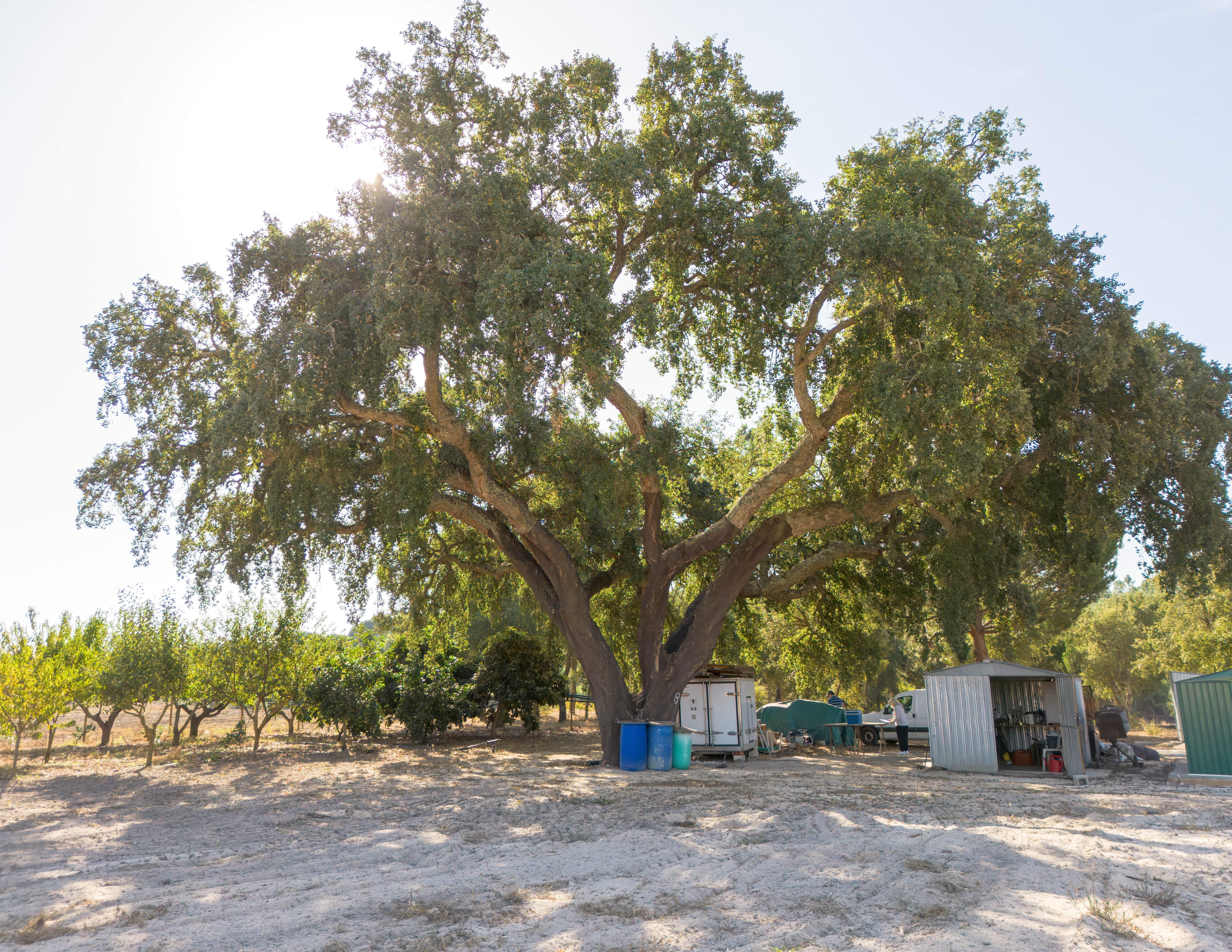 9900m2 PLOT WITH BUILDING POTENTIAL – 165,000€