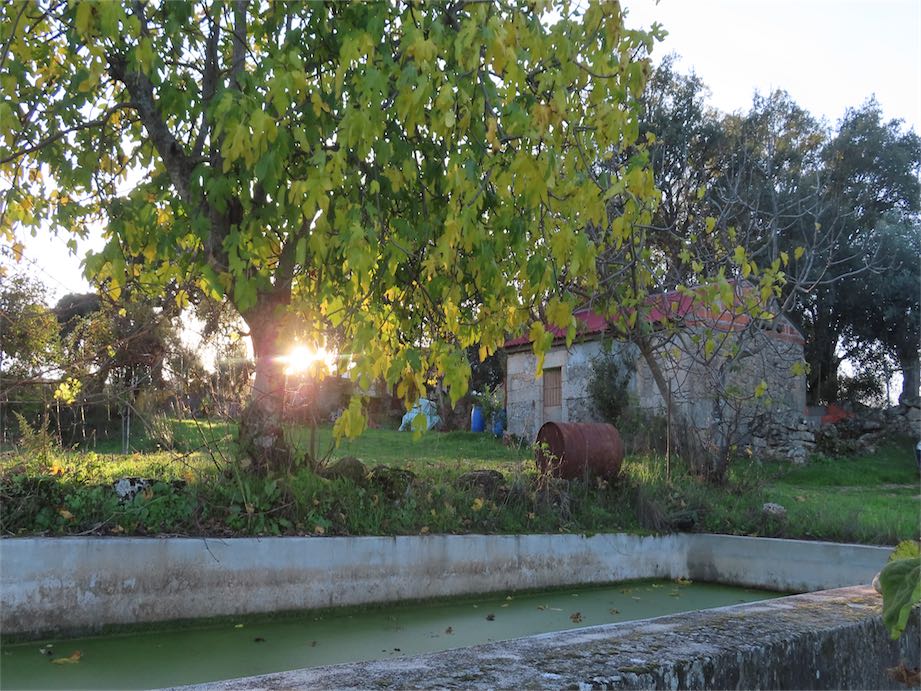 Organic Farm with 20.000m2 with Amazing views, many variety of fruit and many self water. A Stone building to renovate