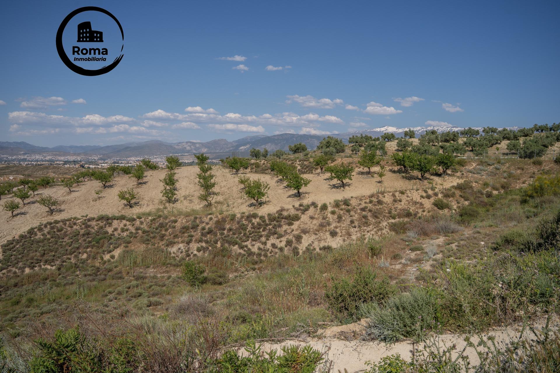 Land next to the new Motril road