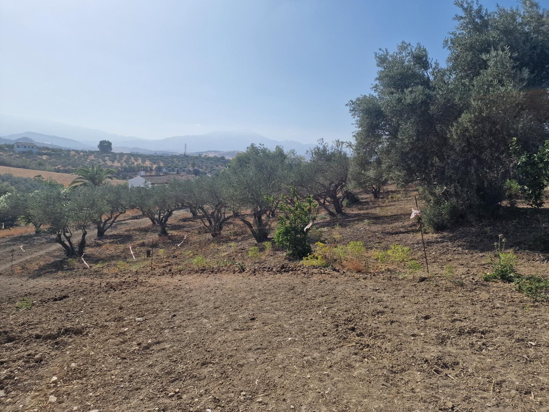 Land Plot for sale in Coín, Spain