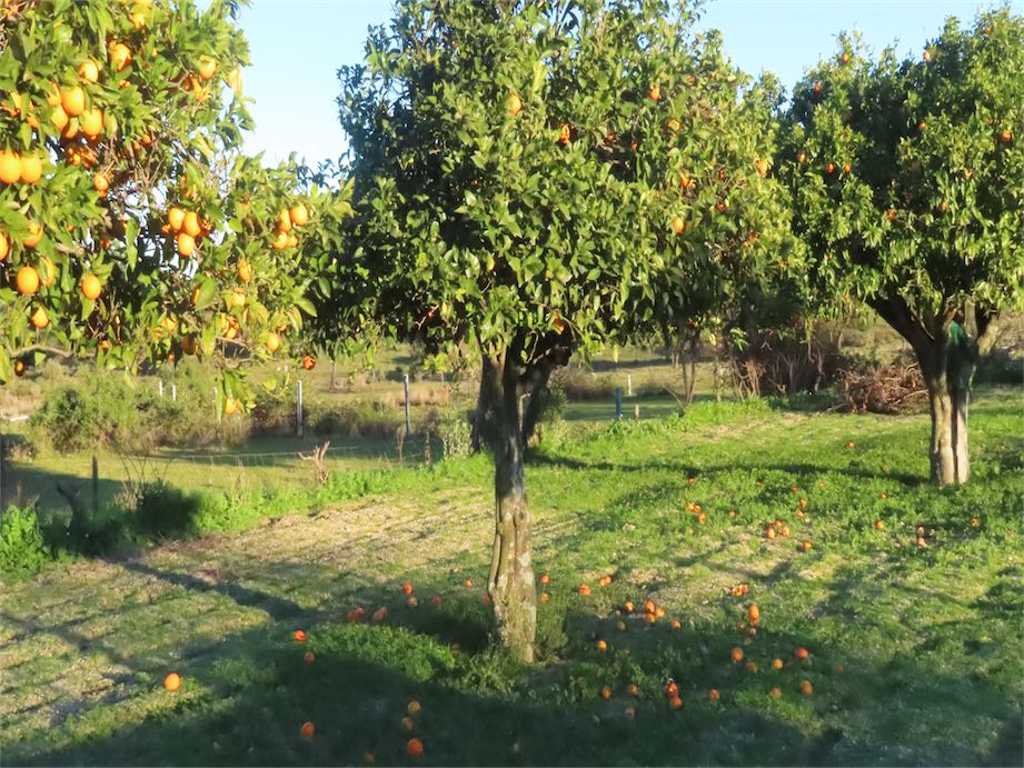 Organic Smallholding Farm with an area of 14. 891m2. The property has a beautiful granite building with an area of 30m2, possi…