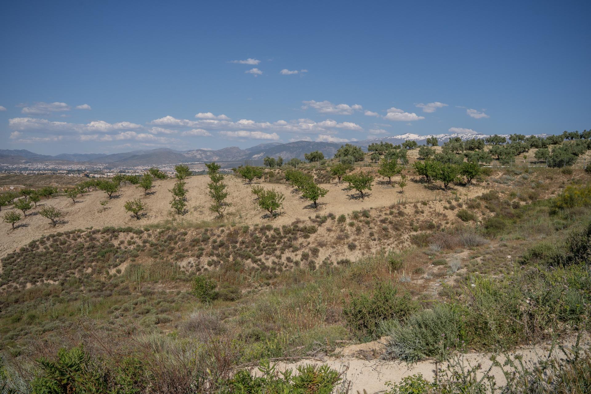 Land next to the new Motril road