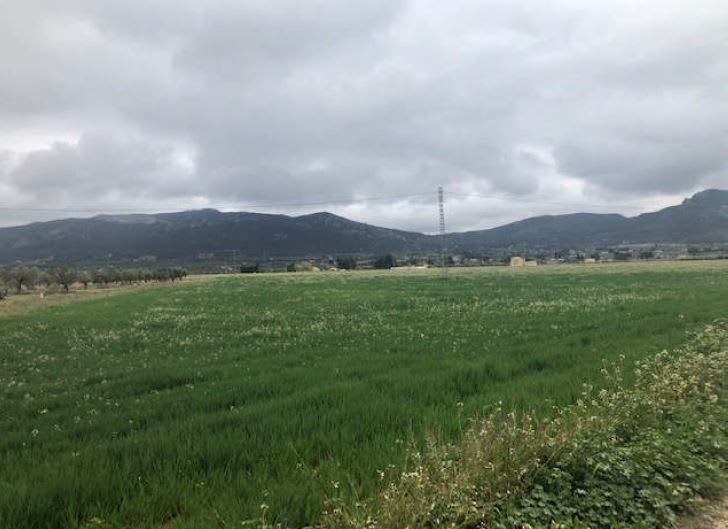 Land Plot for sale in Villena, Spain