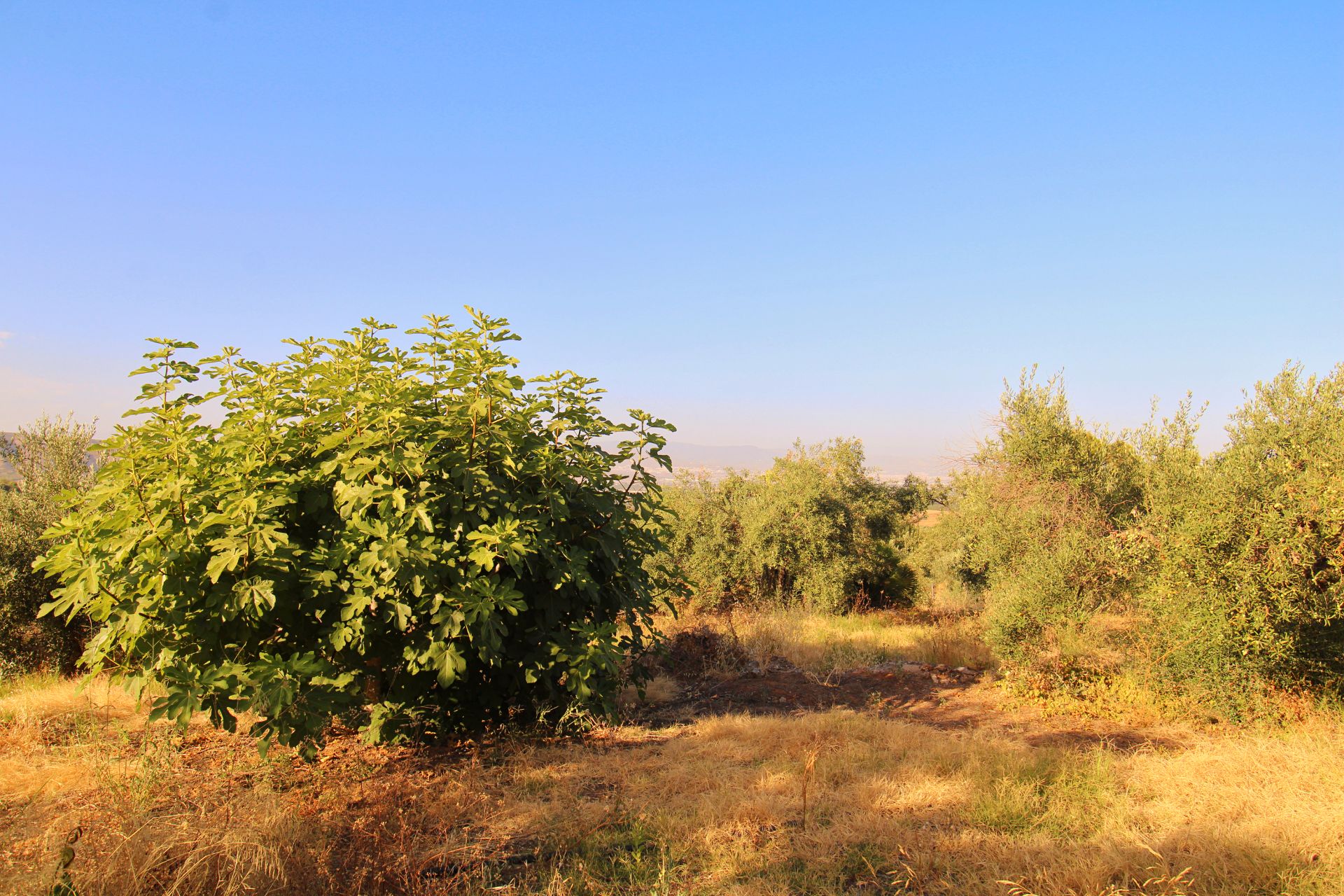 Land Plot for sale in Alhaurín de la Torre, Spain