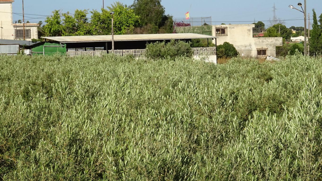 Plot of 12,000 M2 in Peña Las Águilas, with warehouse of 260 M2 built