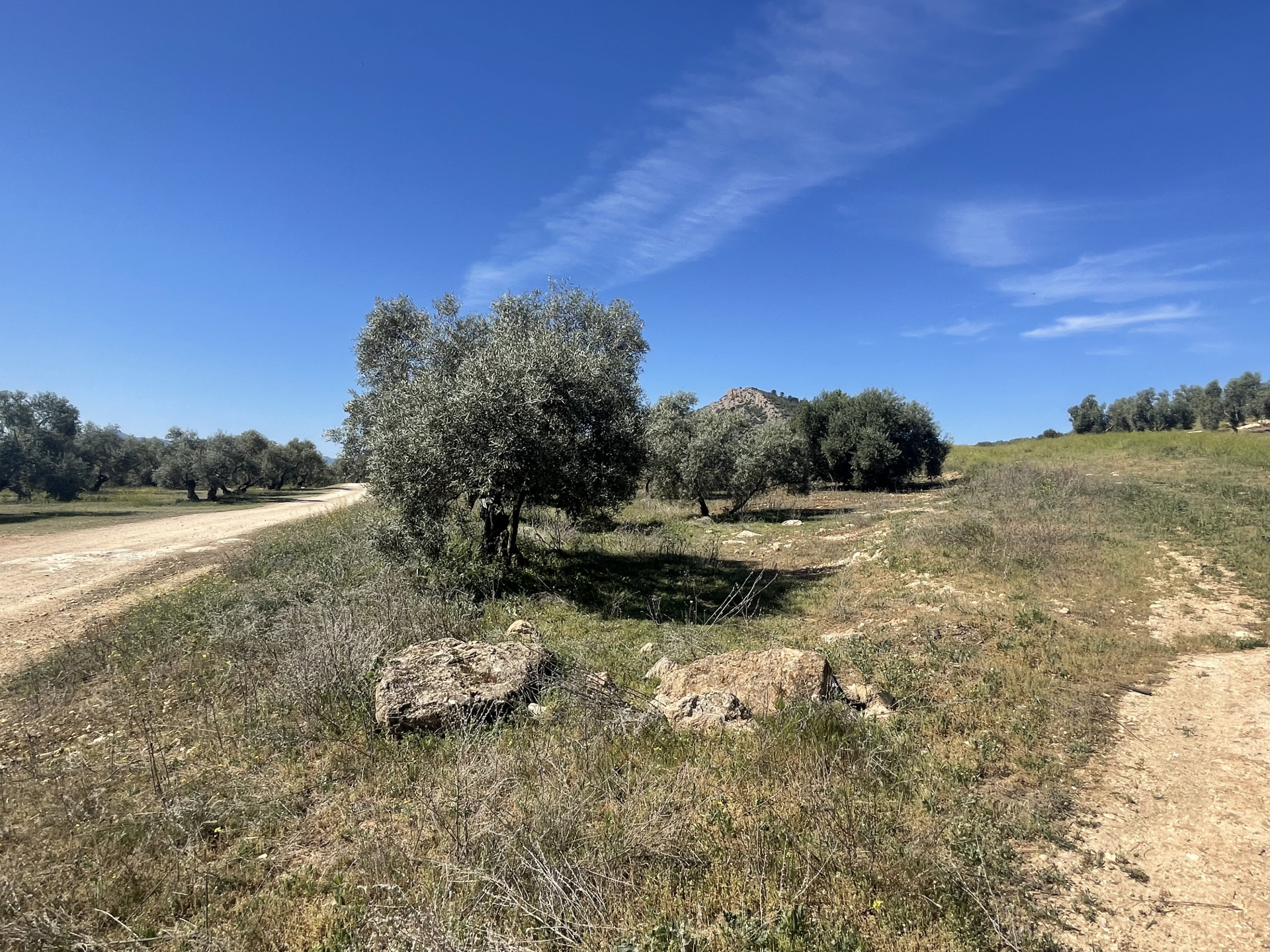 Plot for sale with lovely views in Mollina