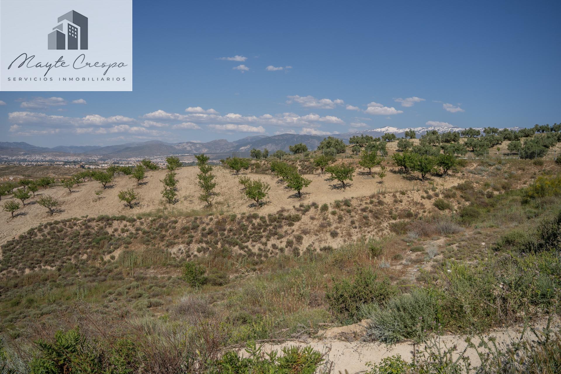 Land next to the new Motril road