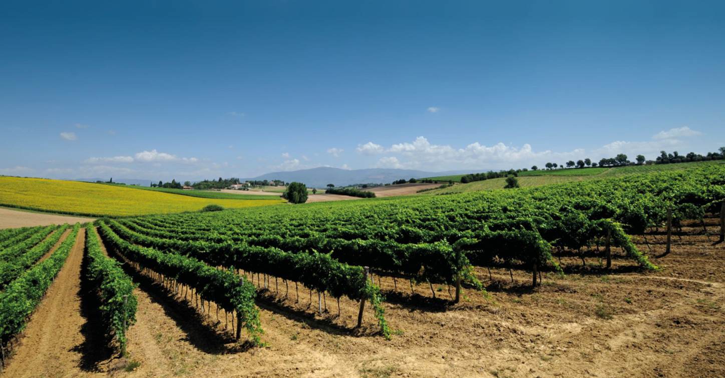 Land - Tuscany - For Sale - A6380TA2528198A