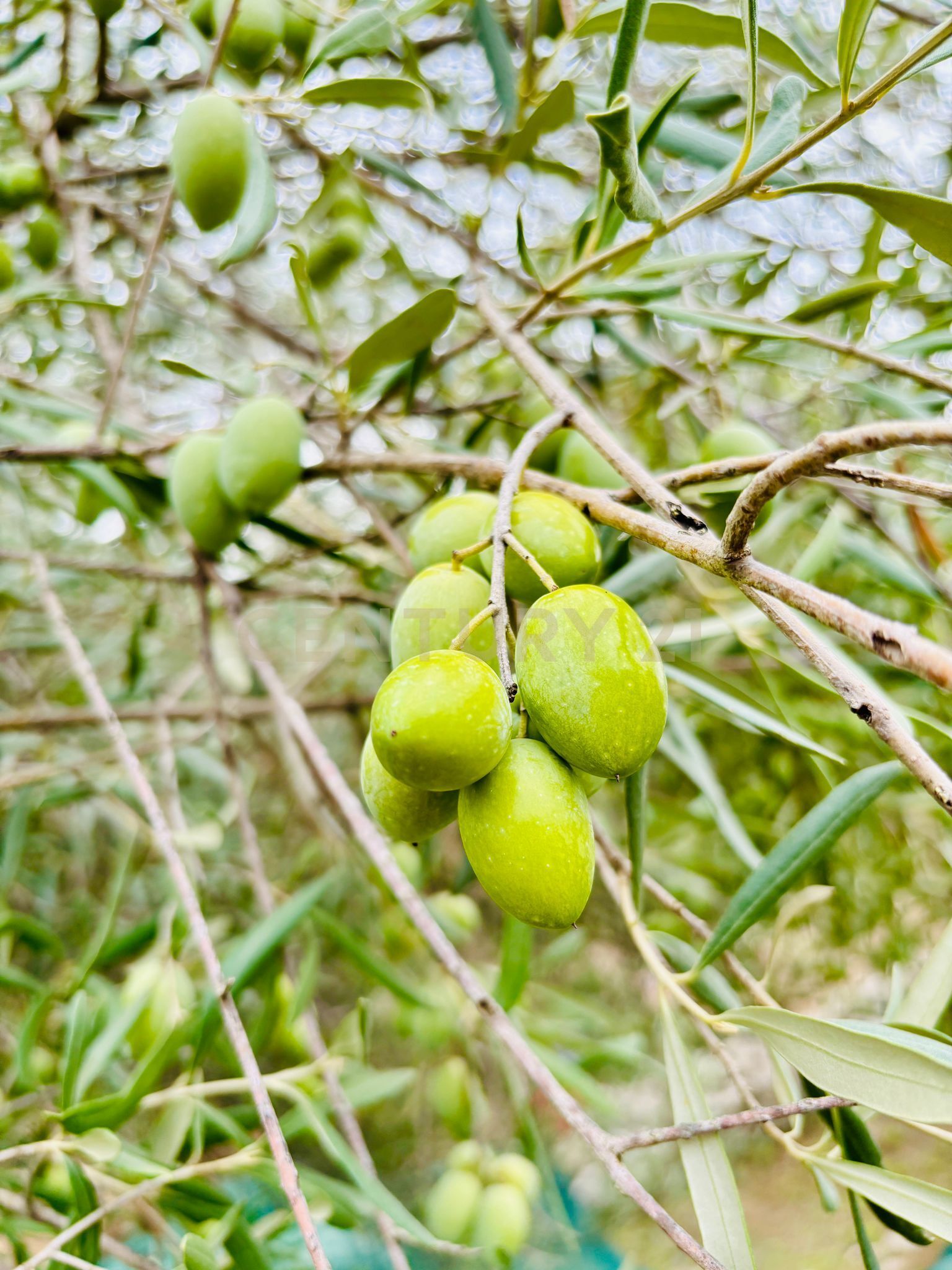 Home for sale, SP104 (Modica, Italy)