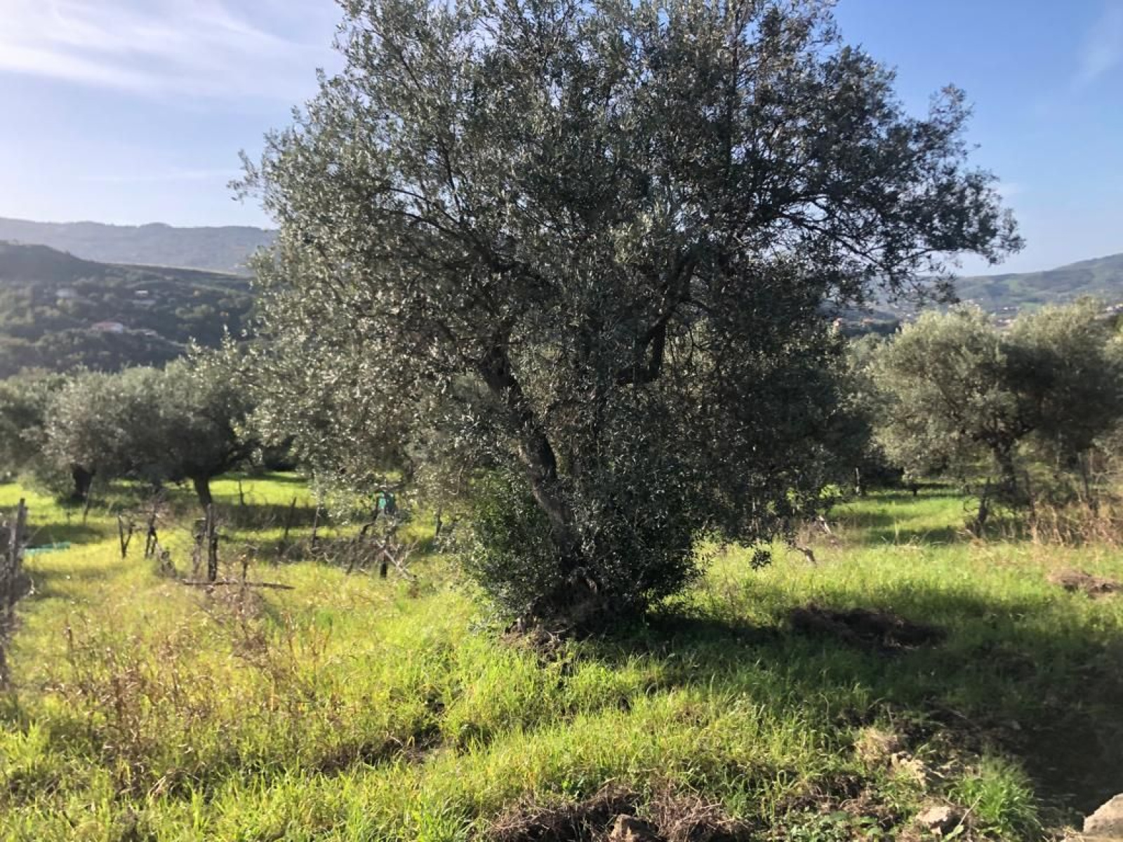 Land Plot for sale, campania salerno (Agropoli, Italy)