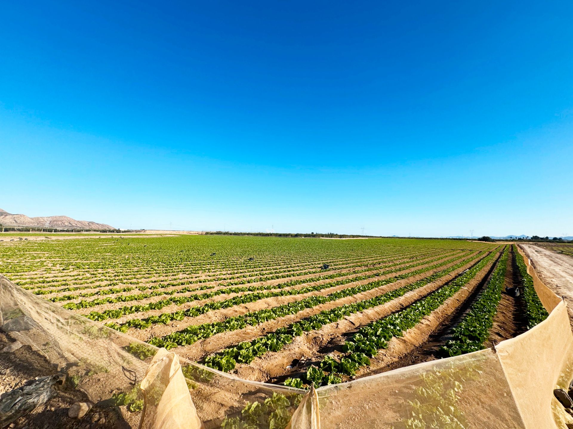 Land Plot for sale in Torre-Pacheco, Spain