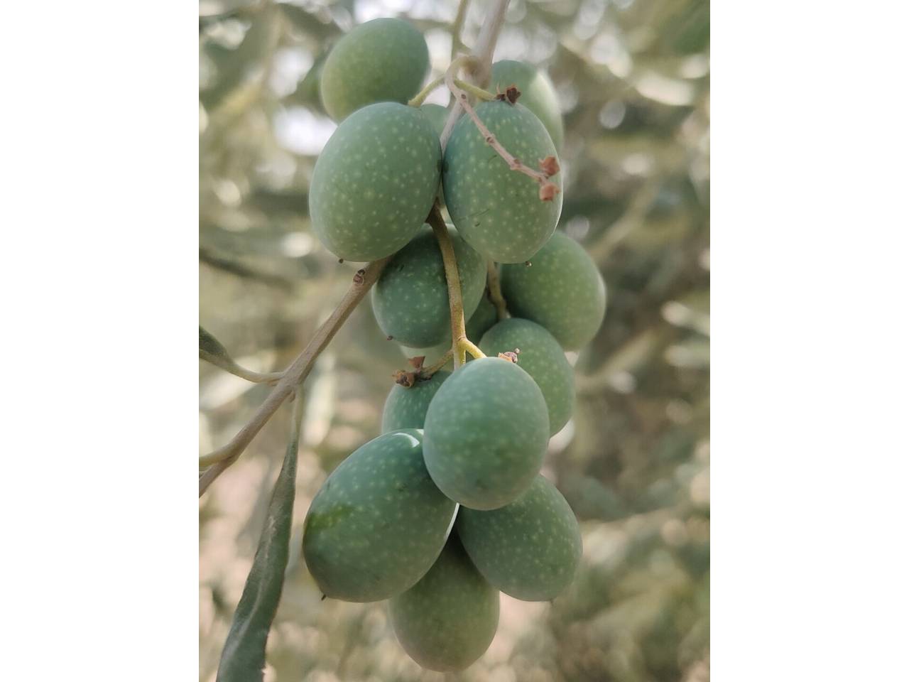 Hojiblanco olive farm