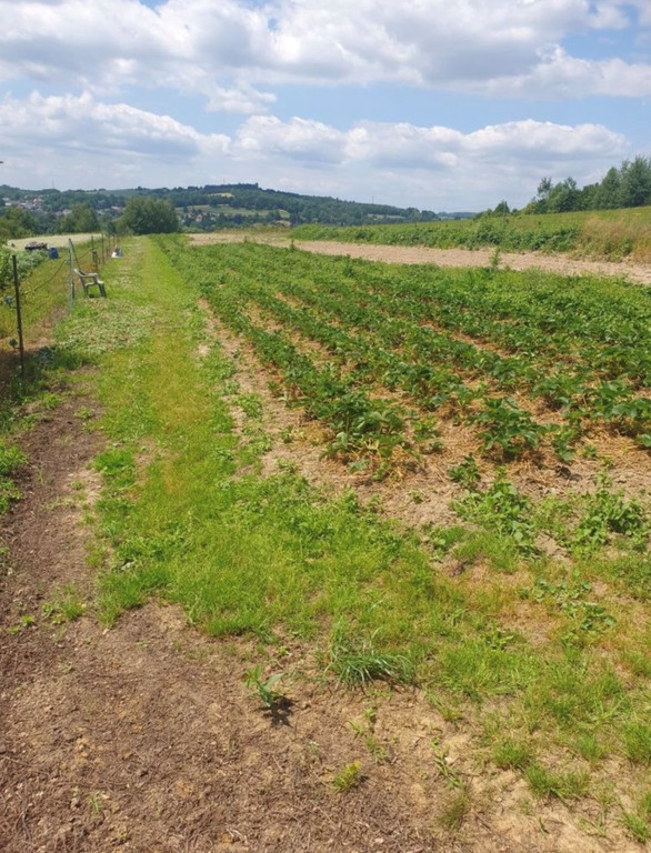 Land Plot for sale, małopolskie krakowski (Skawina, Poland)